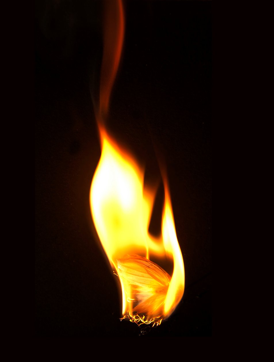 Burning Butterfly 16, 2013 (Lambda print) - Mat Collishaw