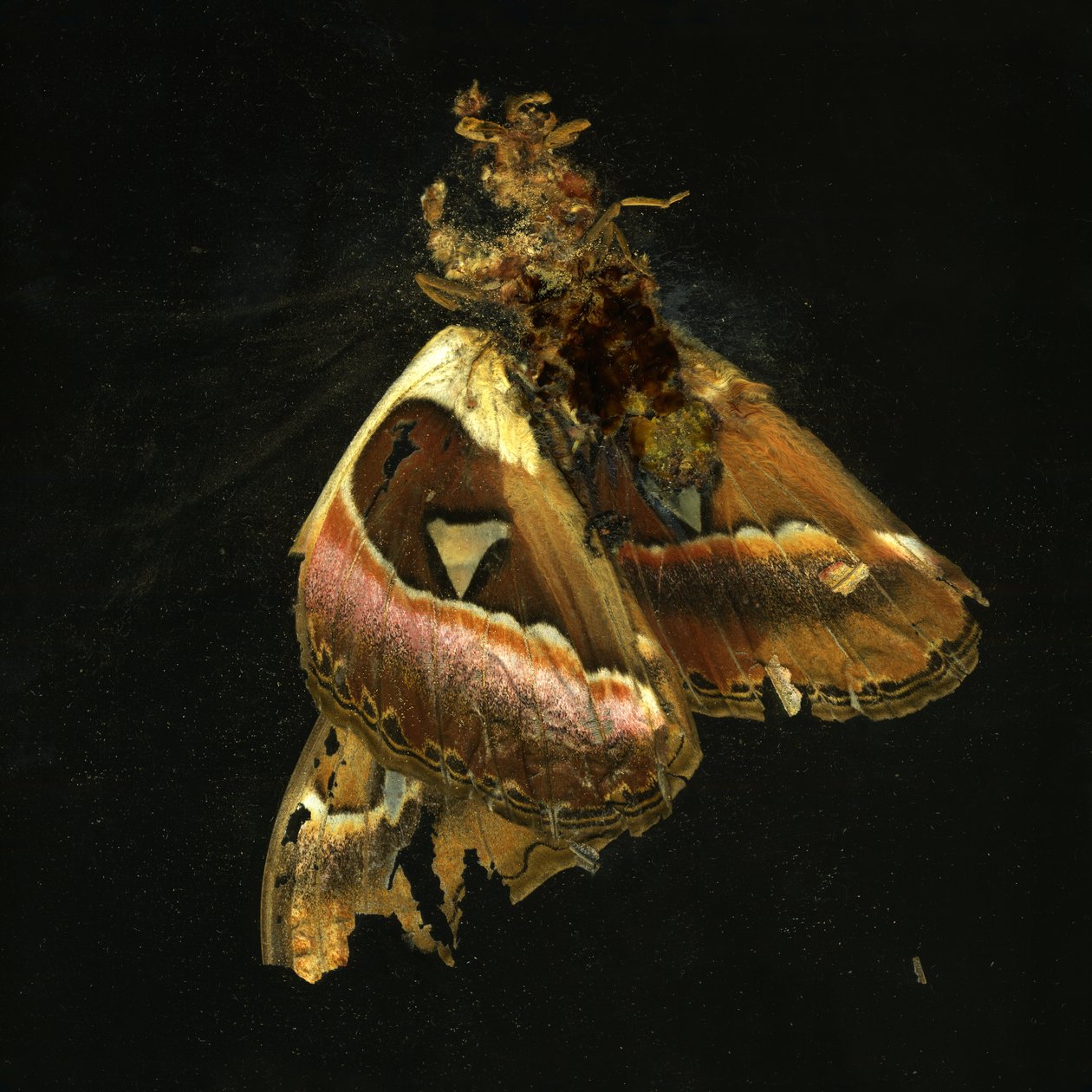 Insecticide 11, 2006 (photographie de type C) - Mat Collishaw