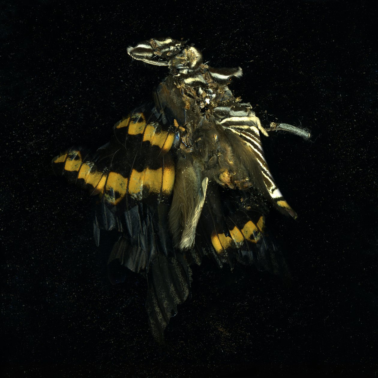 Insecticide 17, 2009 (photographie de type C) - Mat Collishaw