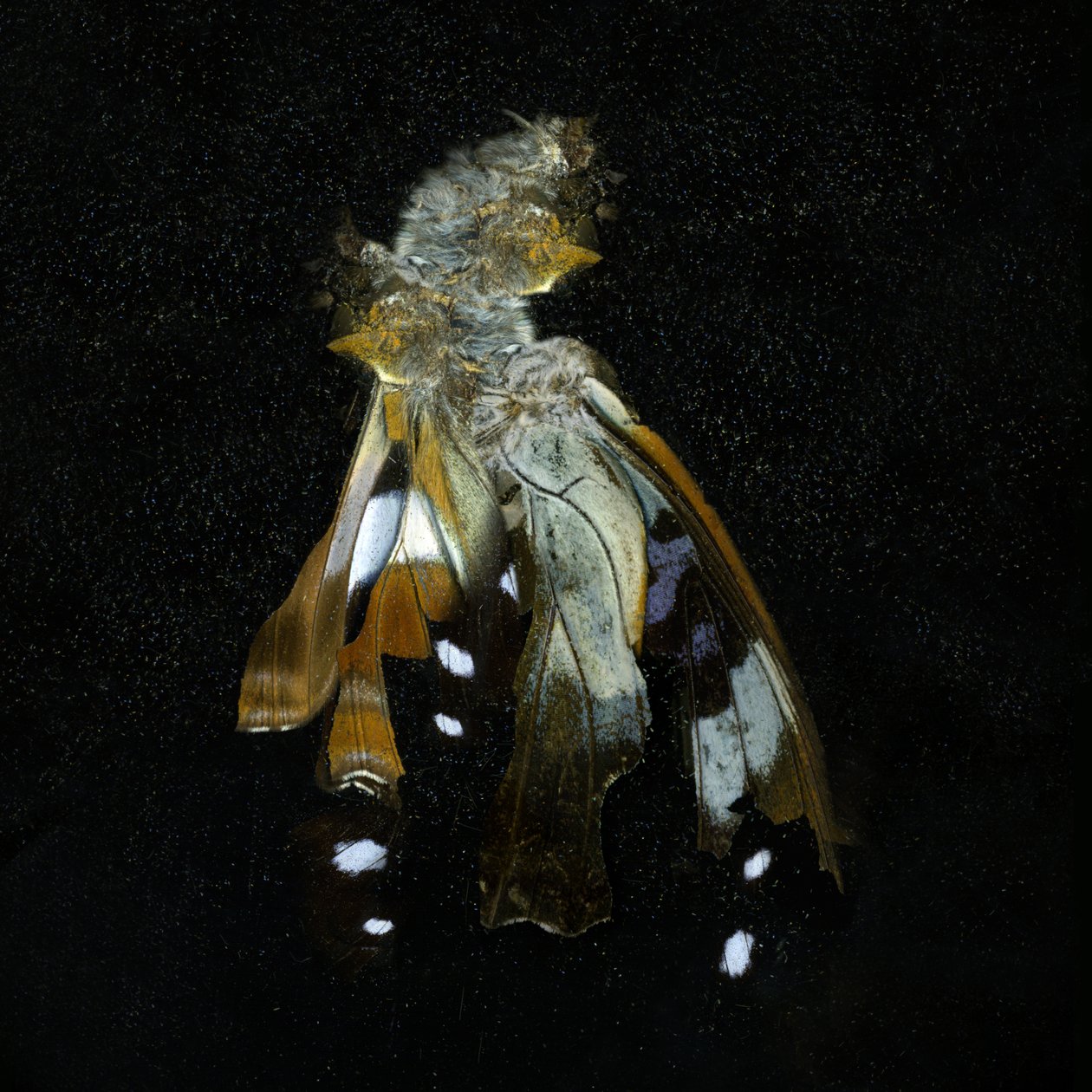 Insecticide 38, 2011 (C-type photograph) - Mat Collishaw