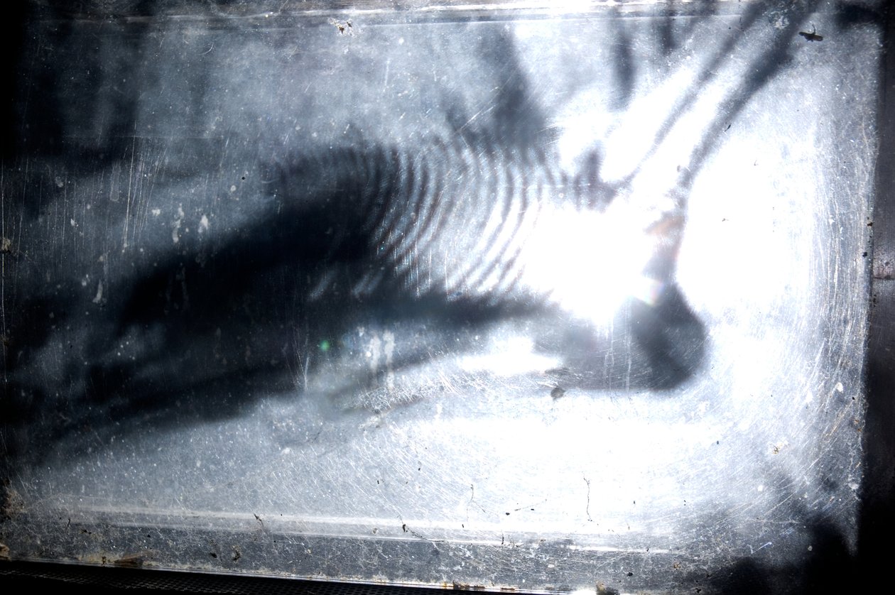 Wormery, 2009 (bois, verre, acier, projecteur et lecteur) - Mat Collishaw