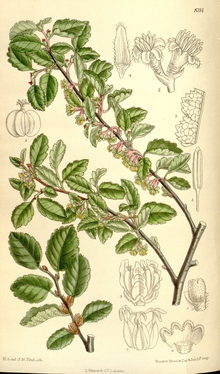 Nothofagus antarctica - J.N. Fitch