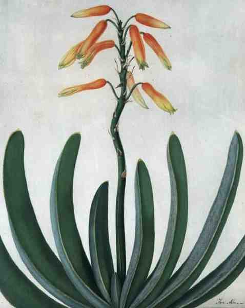 Aloe Striata - Matilda Conyers