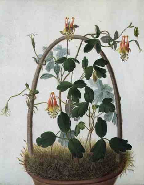 Tropaeolum Tuberosum - Matilda Conyers