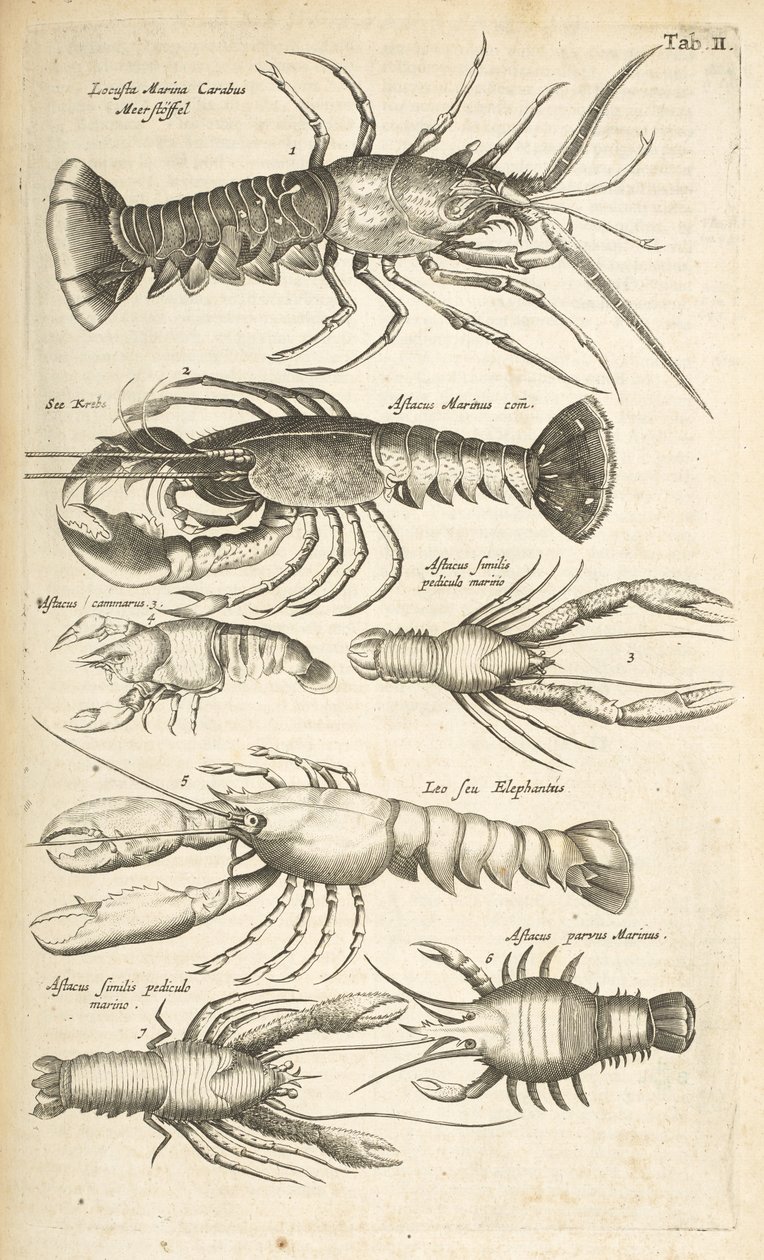 Tab II, Homards, Illustration de 