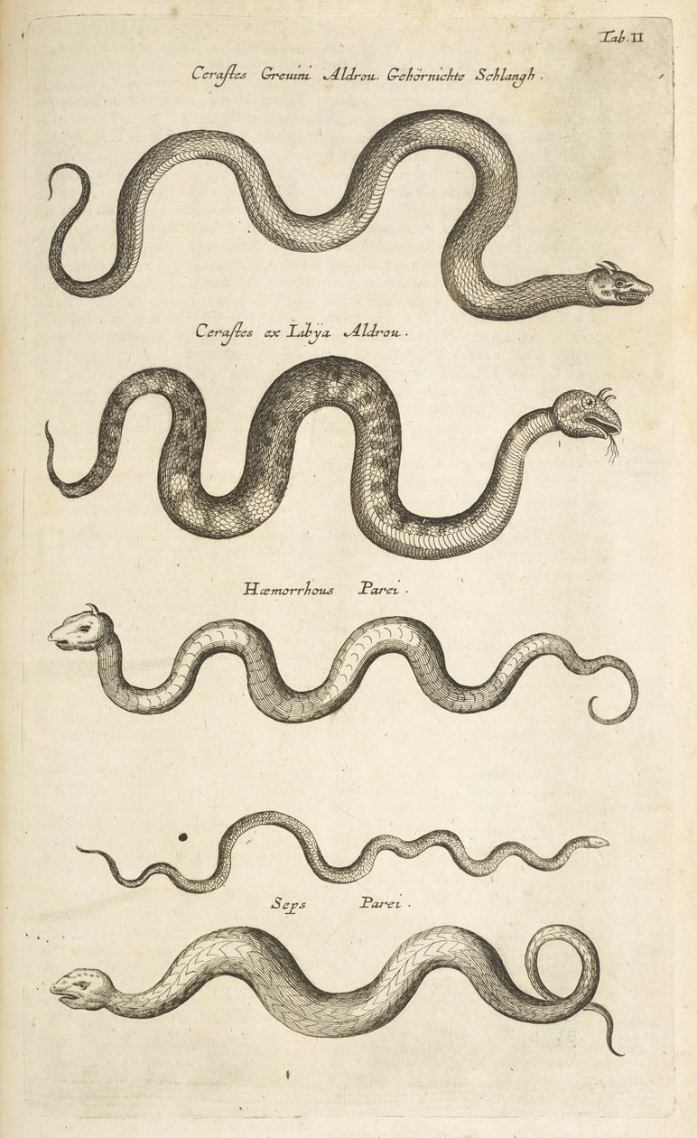 Tab II, Serpents, Illustration de 