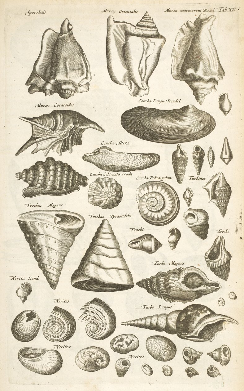 Tab XI, Divers coquillages, Illustration de 