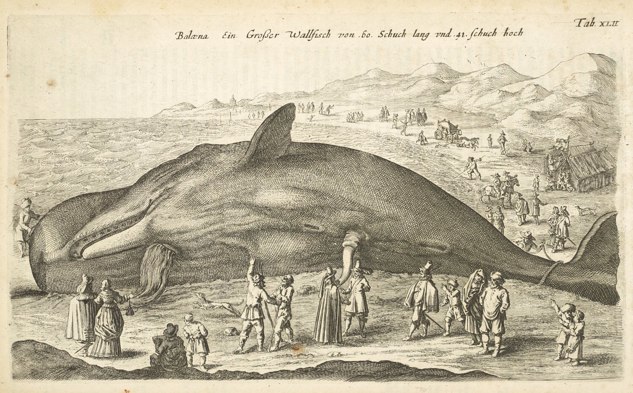 Tab XLII, Baleine, Illustration de 