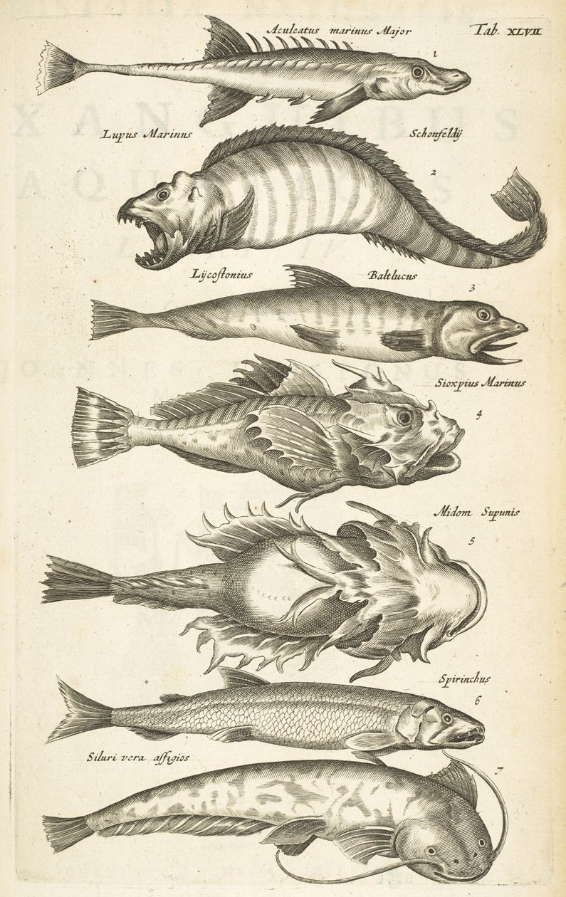 Tab XLVII, Espèces de poissons, Illustration de 