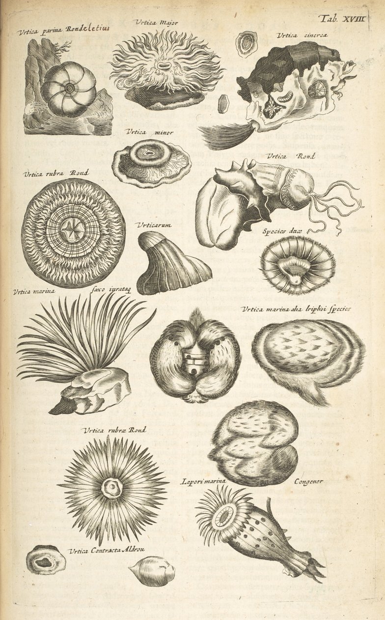 Tab XVIII, Vie marine, Illustration de 