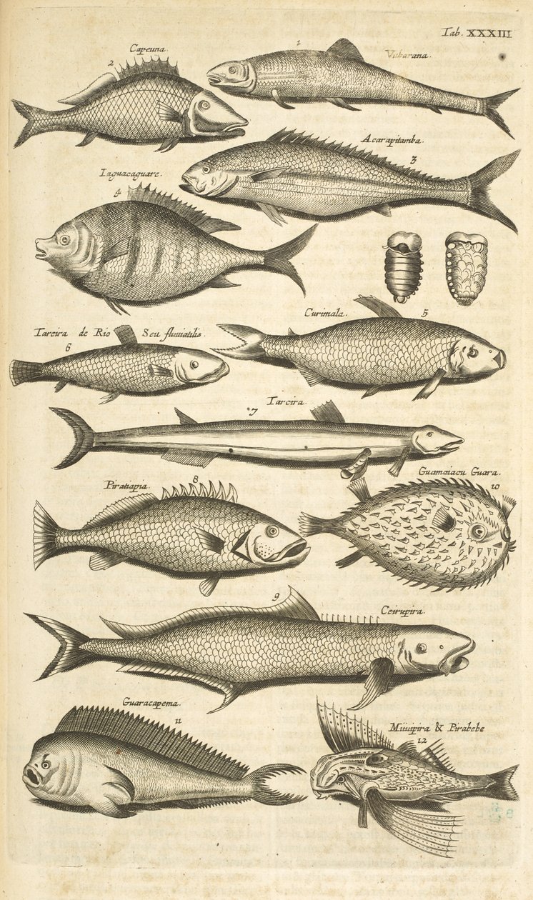 Tab. XXXIII, Poissons épineux, Illustration de 