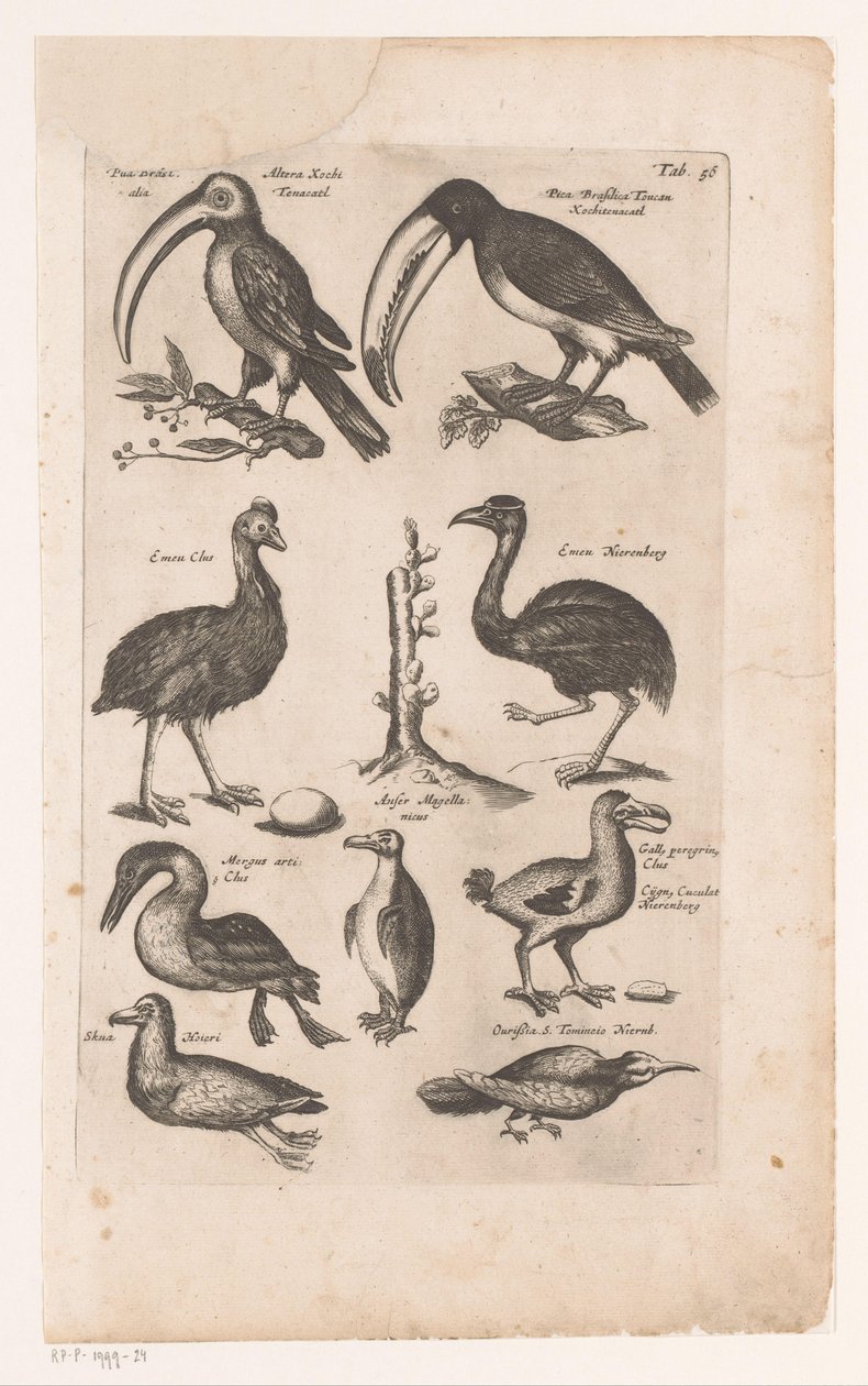 Toucans et autres oiseaux - Matthaus Merian