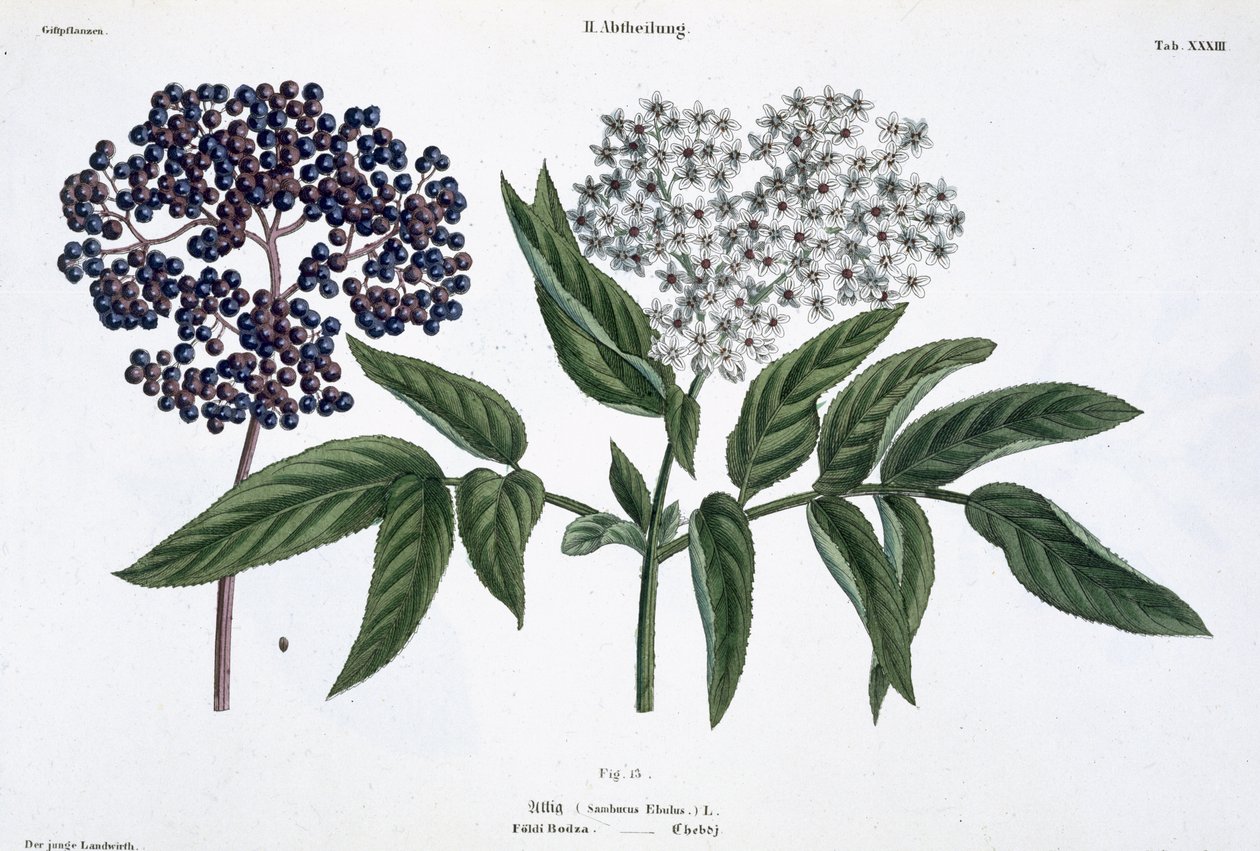 Aîné, fig. 13 de 