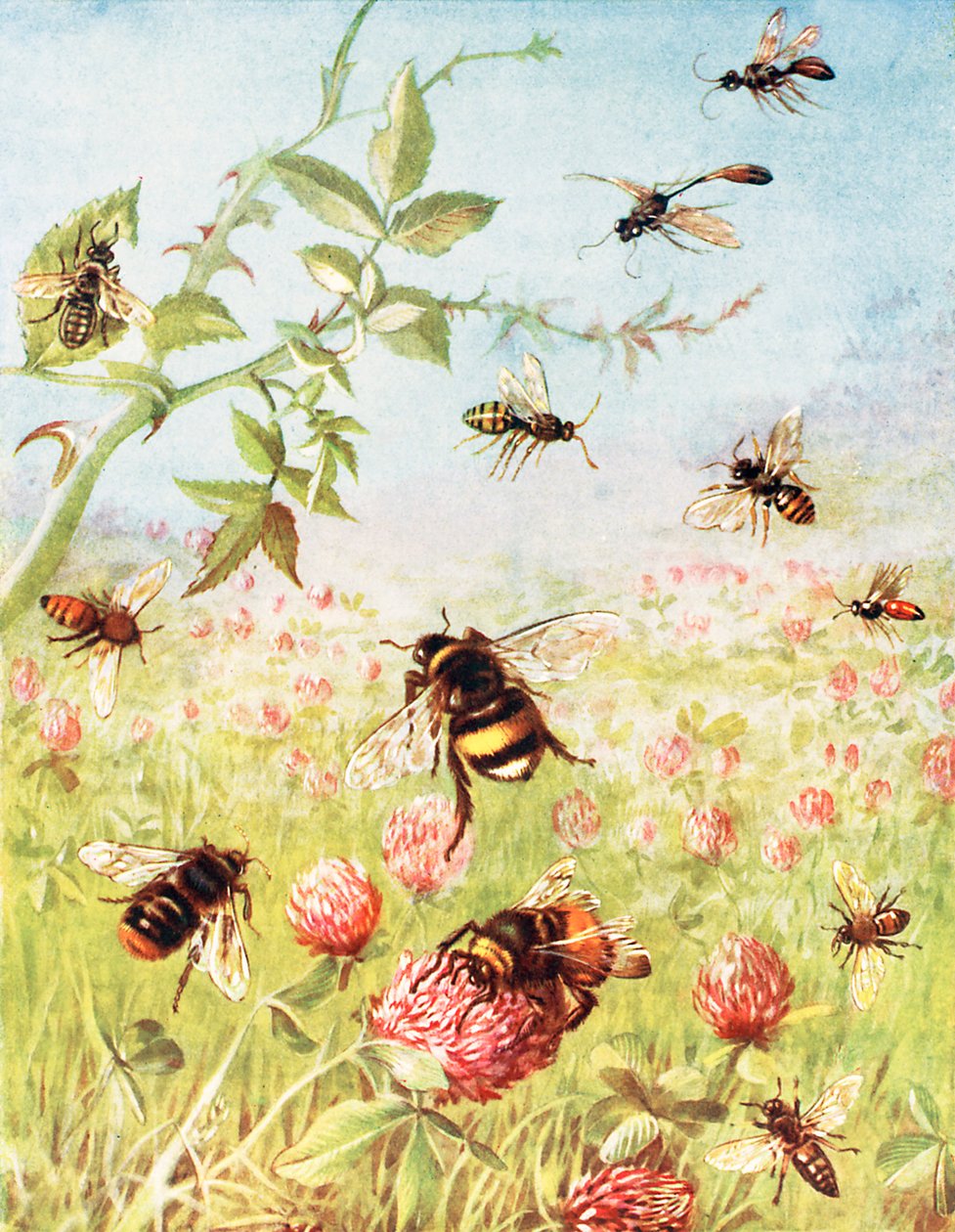 Les abeilles occupées et leurs cousines (lithographie couleur) - Maud Scrivener