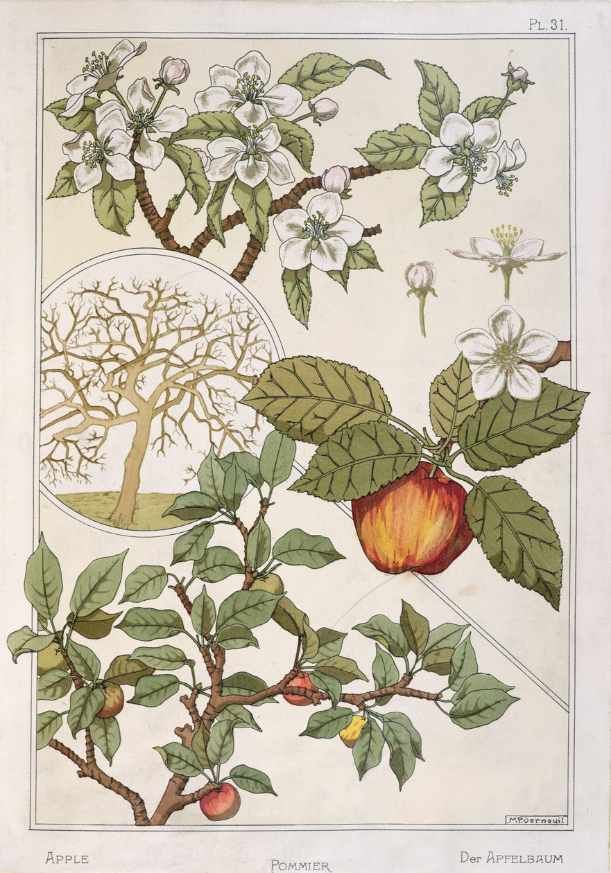 Pommier, fruits et fleurs, de 