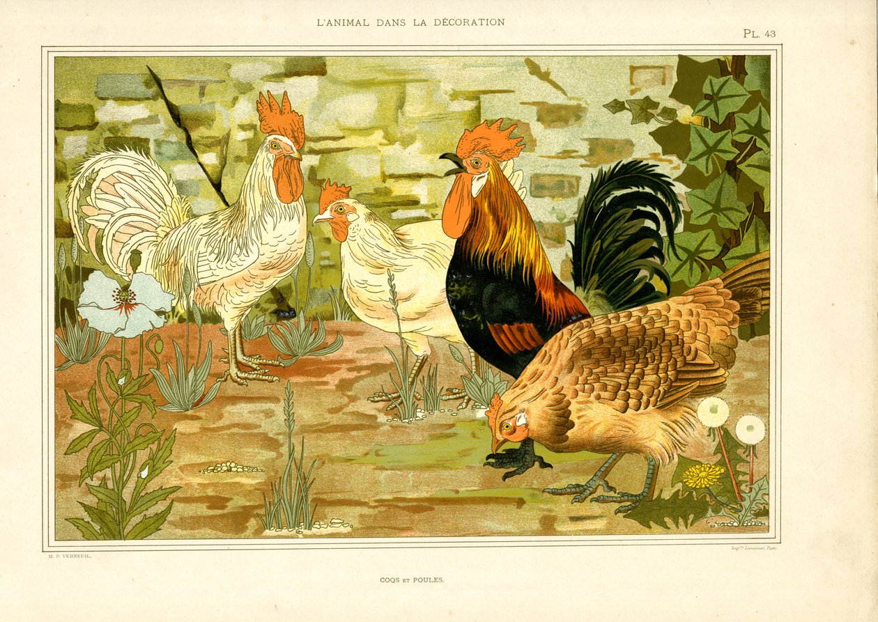 Représentation naturaliste de poules et de coqs (litho) - Maurice Pillard Verneuil