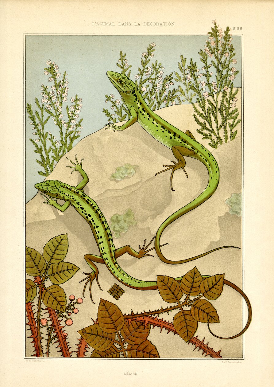Motif naturaliste de lézard en Art nouveau (litho) - Maurice Pillard Verneuil