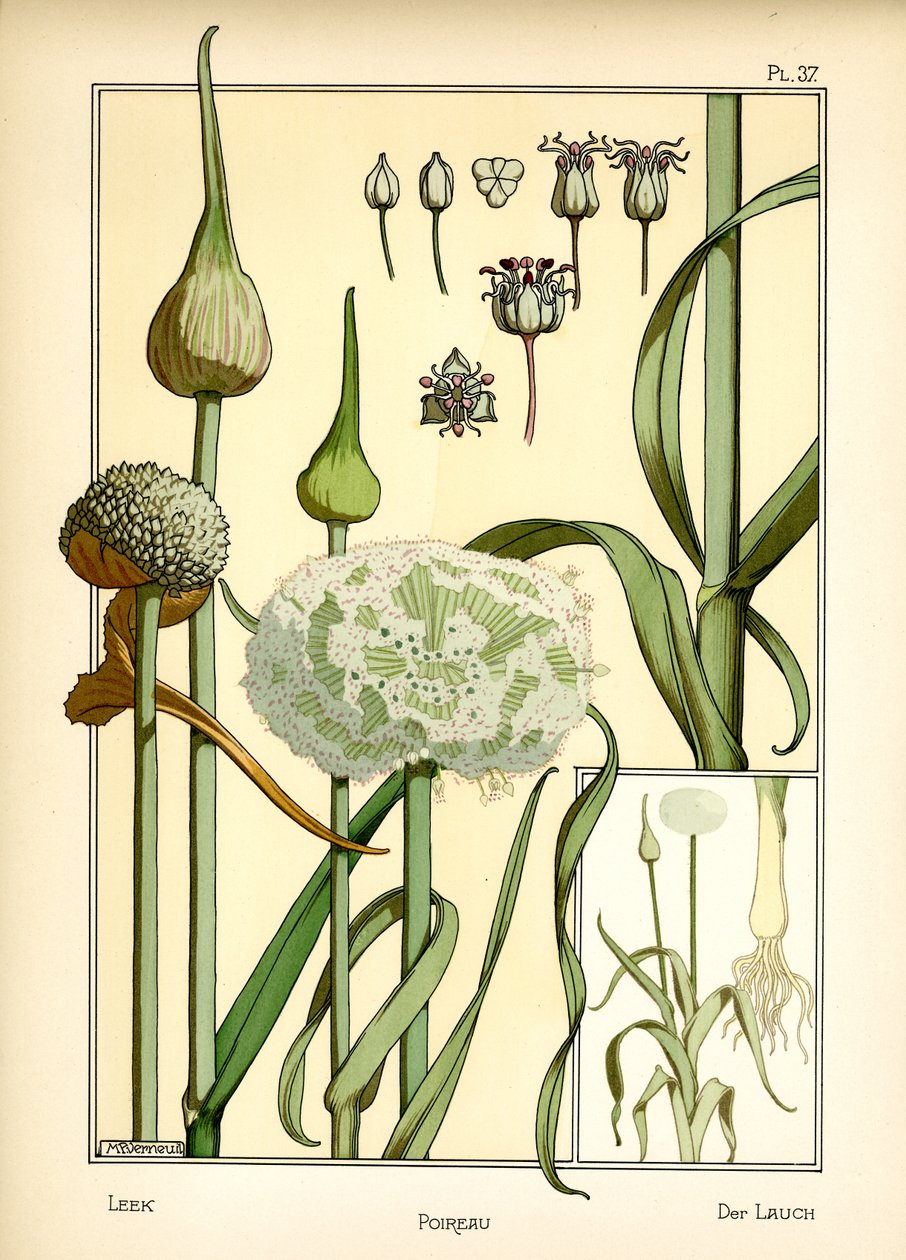Le Poireau - Maurice Pillard Verneuil