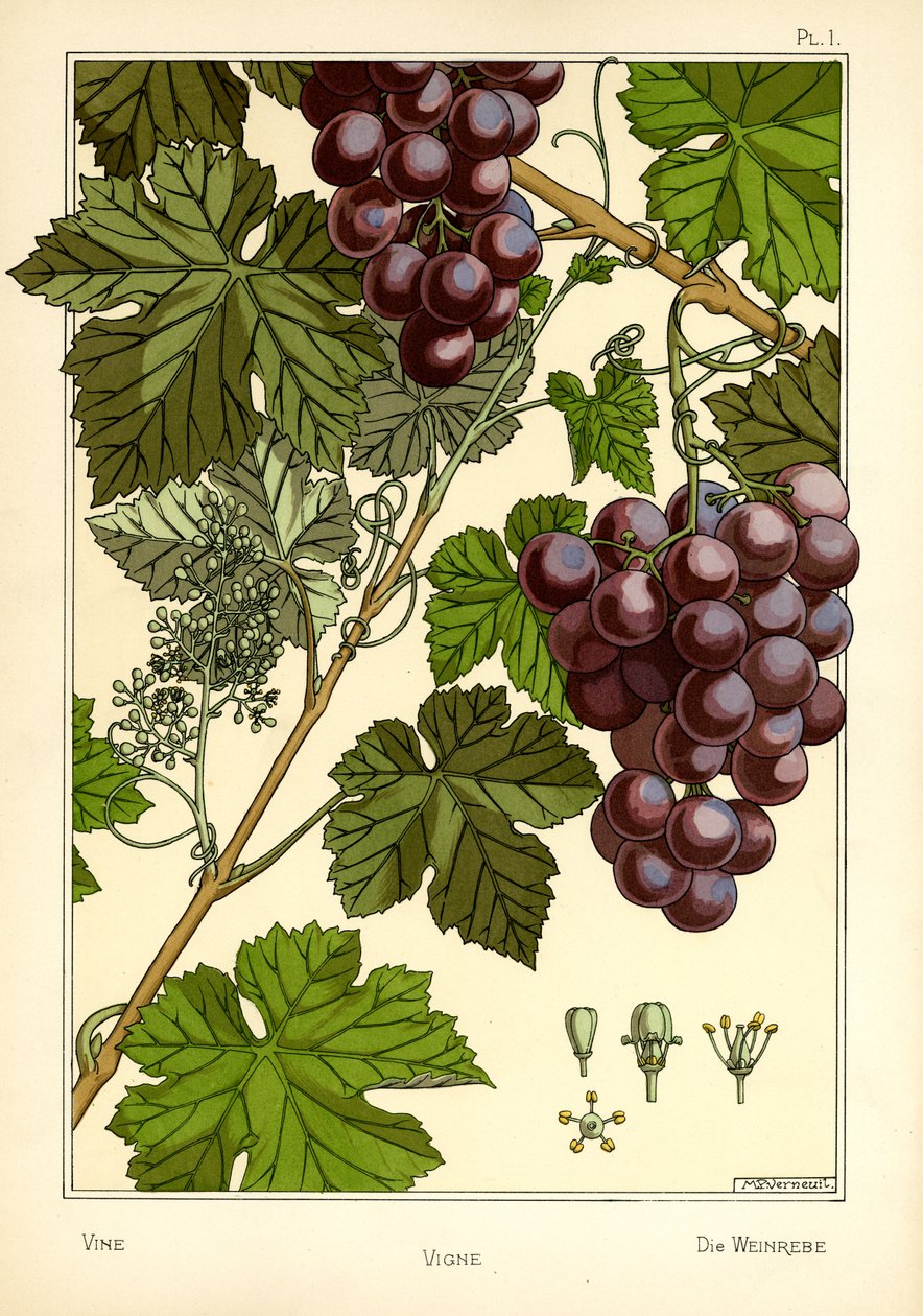 La Vigne - Maurice Pillard Verneuil