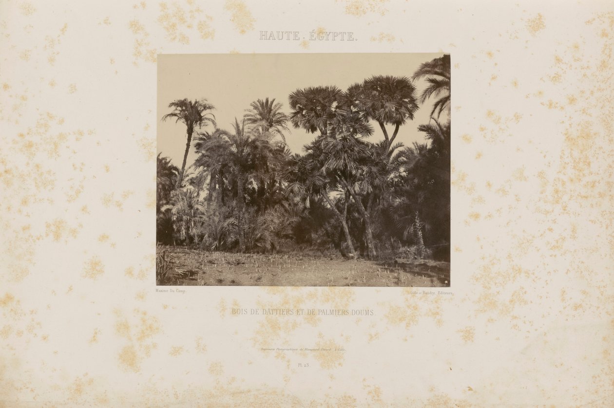 Bois de Daltiers et de Palmiers Doums - Maxime Du Camp