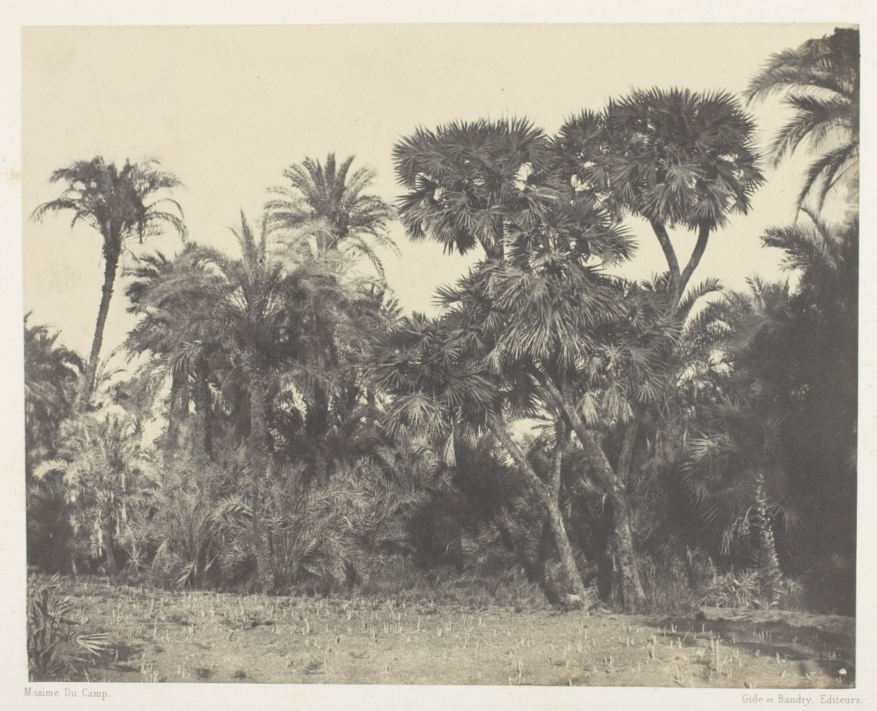 Bois de dattier et de palmier doum, Haute-Égypte - Maxime Du Camp