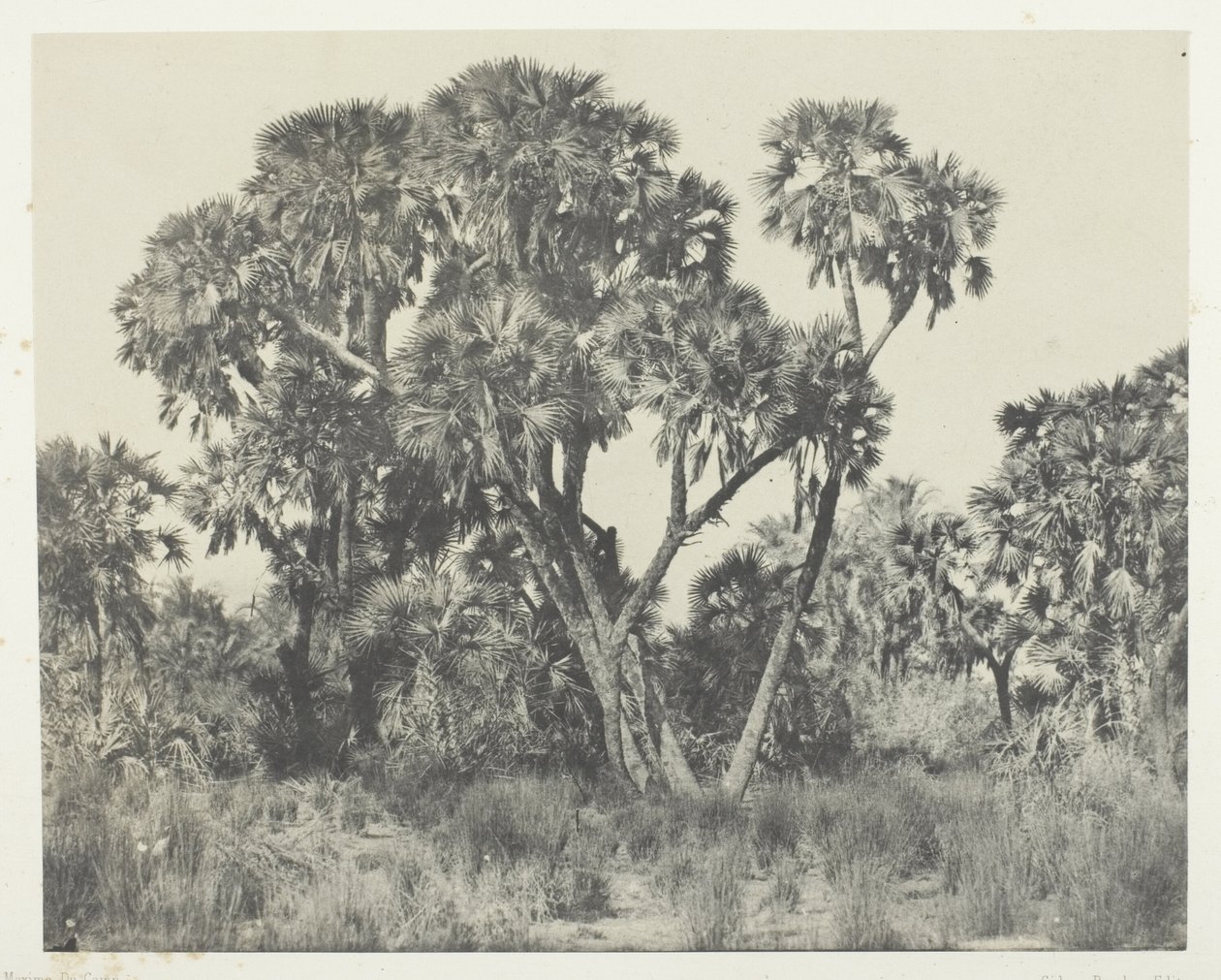 Palmiers Doums, Haute-Égypte - Maxime Du Camp