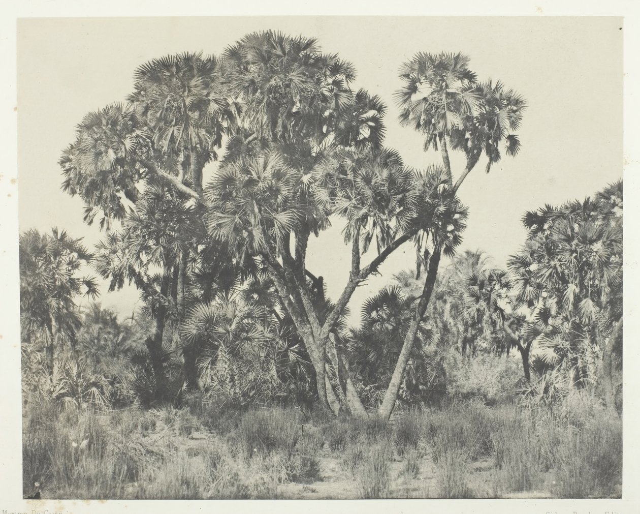 Palmiers Doums, Haute-Égypte, 1849-51, imprimé en 1852 - Maxime Du Camp