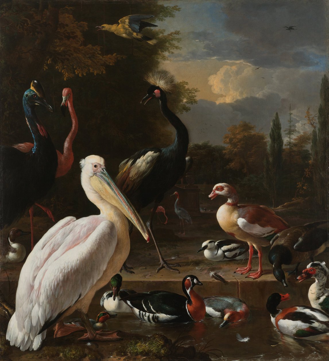 Un pélican et d