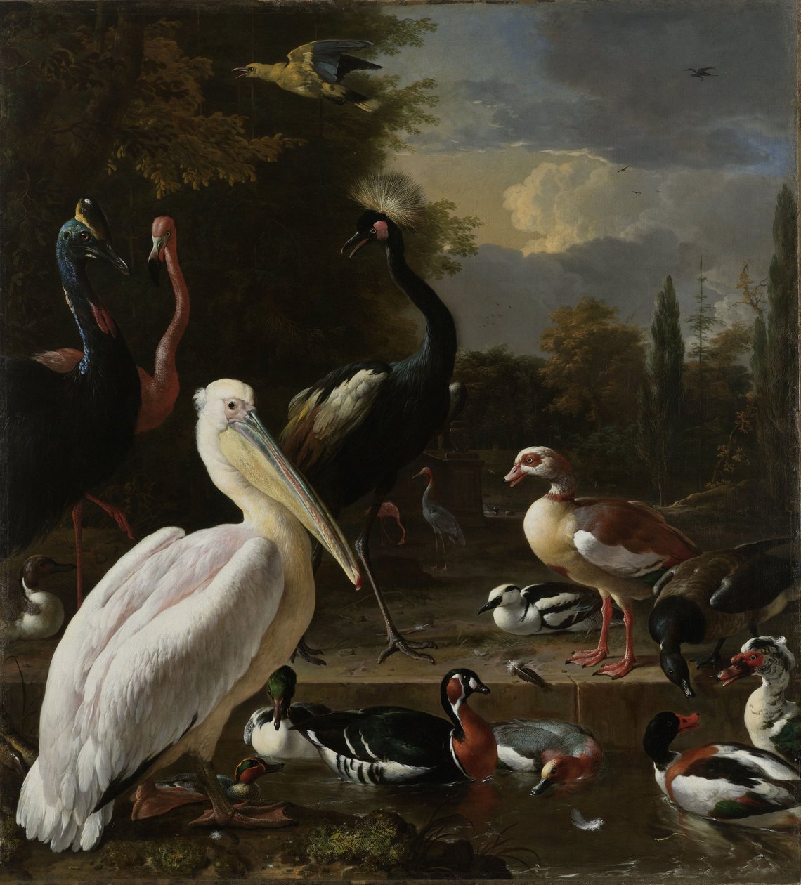 Un pélican et d