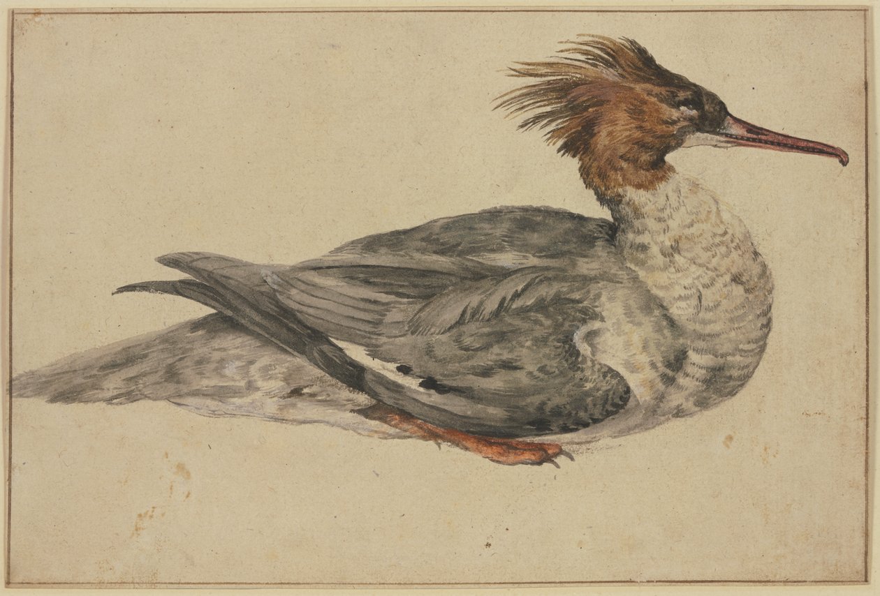 Canard couché avec huppe brune, bec et pattes rouges - Melchior de Hondecoeter
