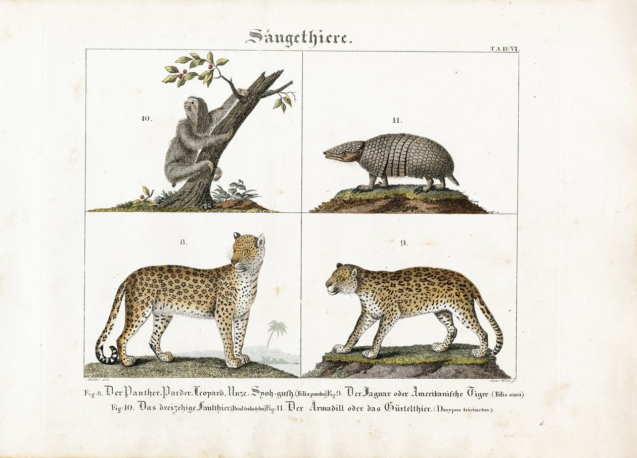 Mammifères exotiques : Grands félins, paresseux et tatou - Meno Haas
