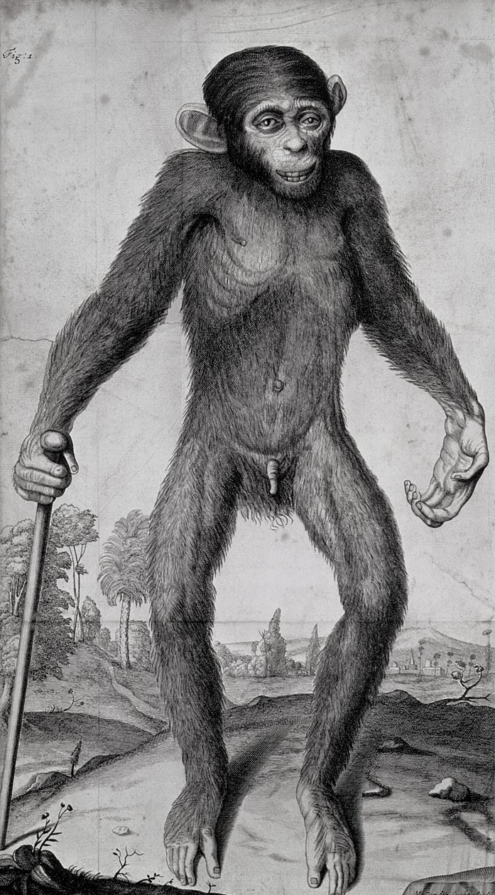 Chimpanzé, 1699 - Michael van der Gucht