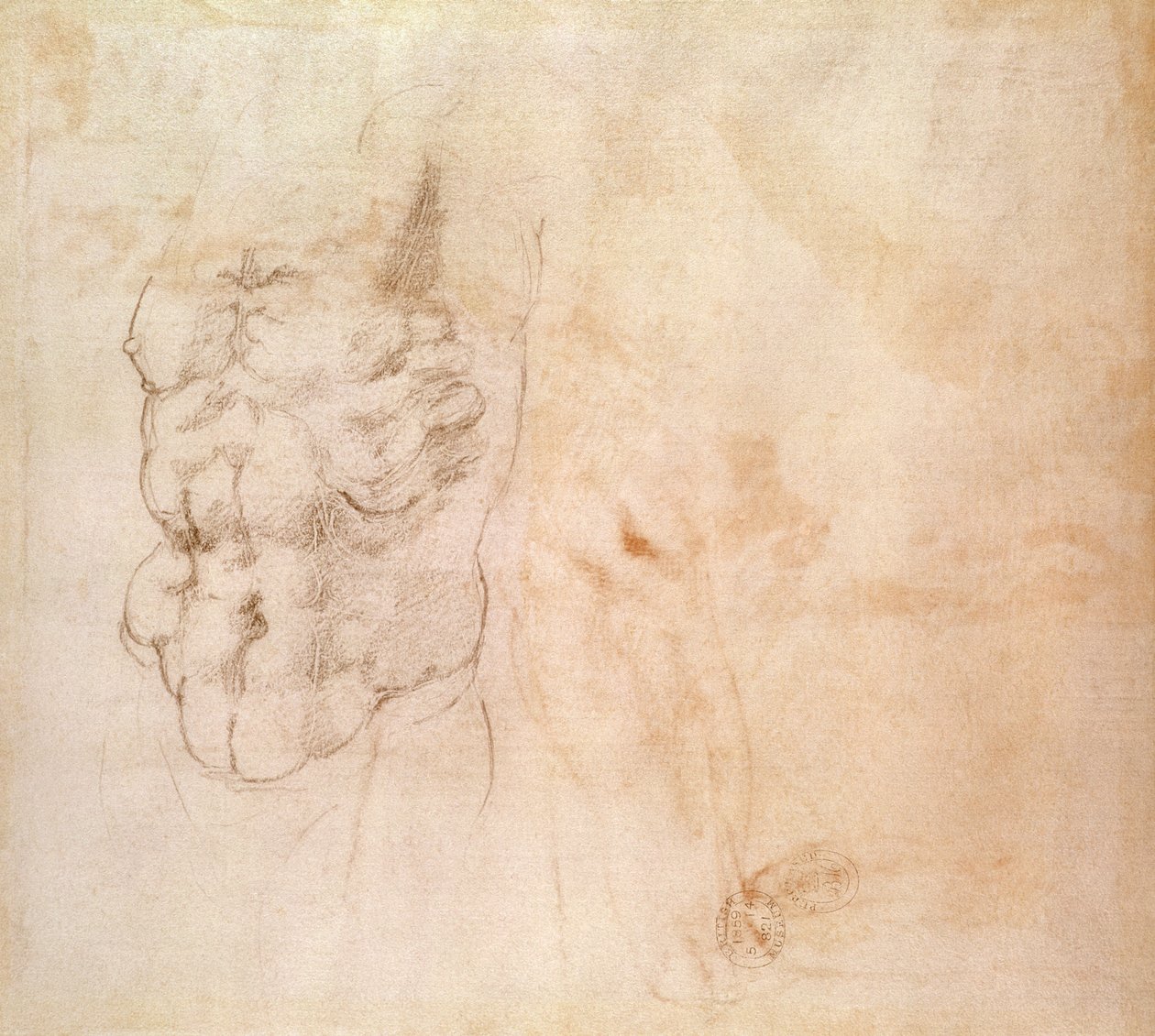 Étude de torse - Michelangelo Buonarroti