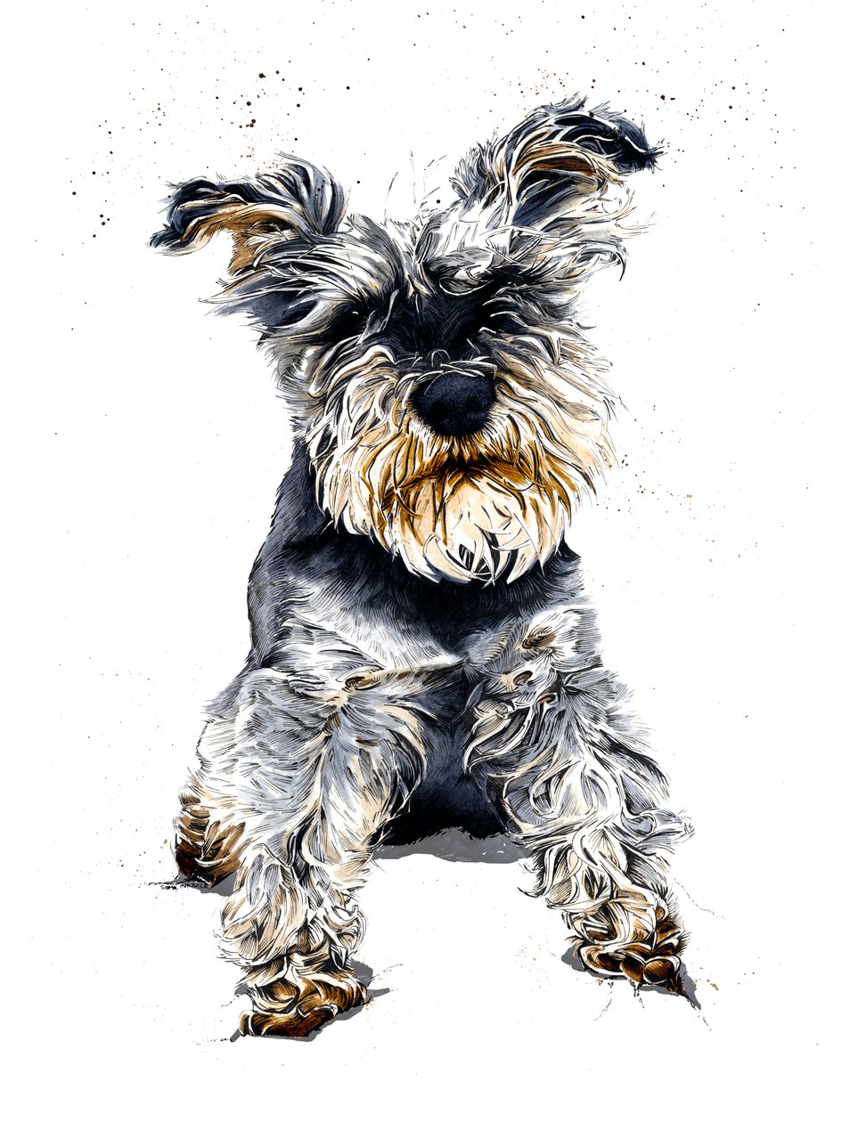 Ollie le Schnauzer sur Blanc - Mike Davis