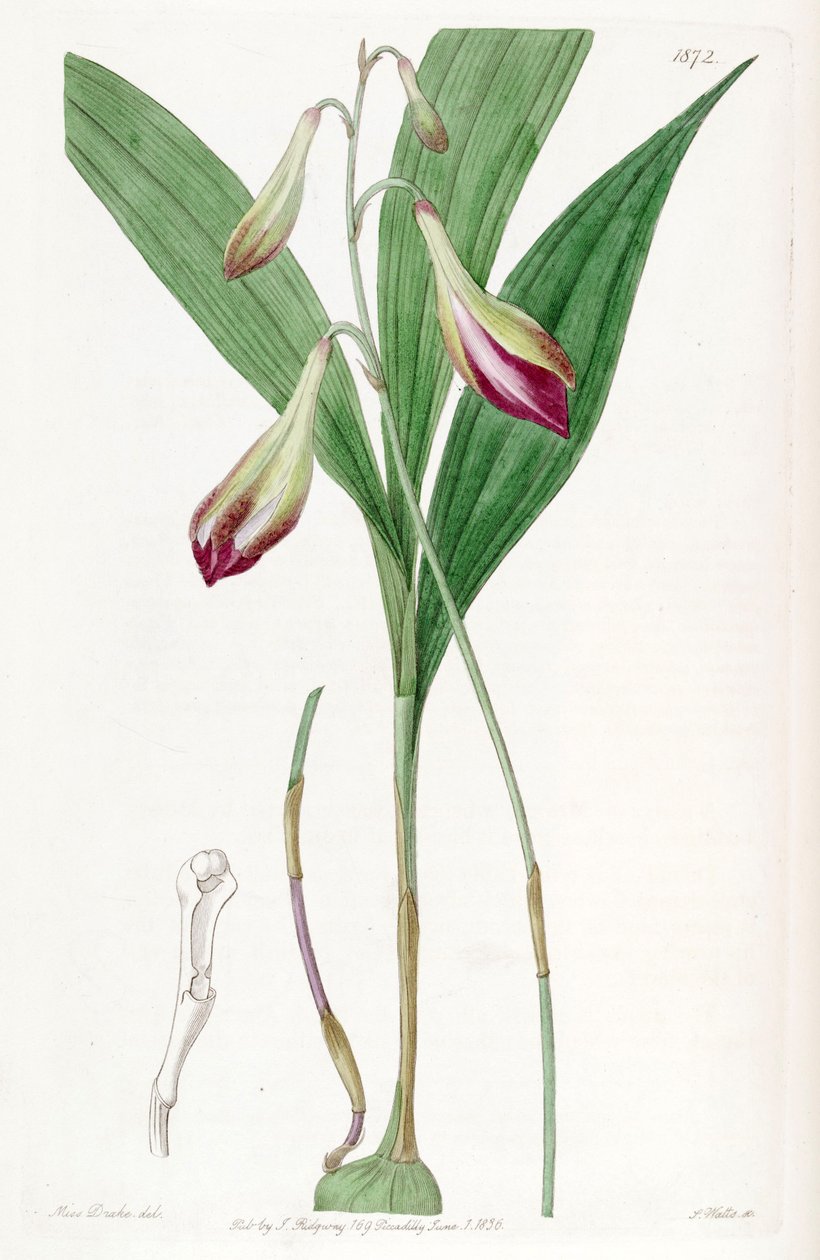 Bletia purpurata - Miss Drake