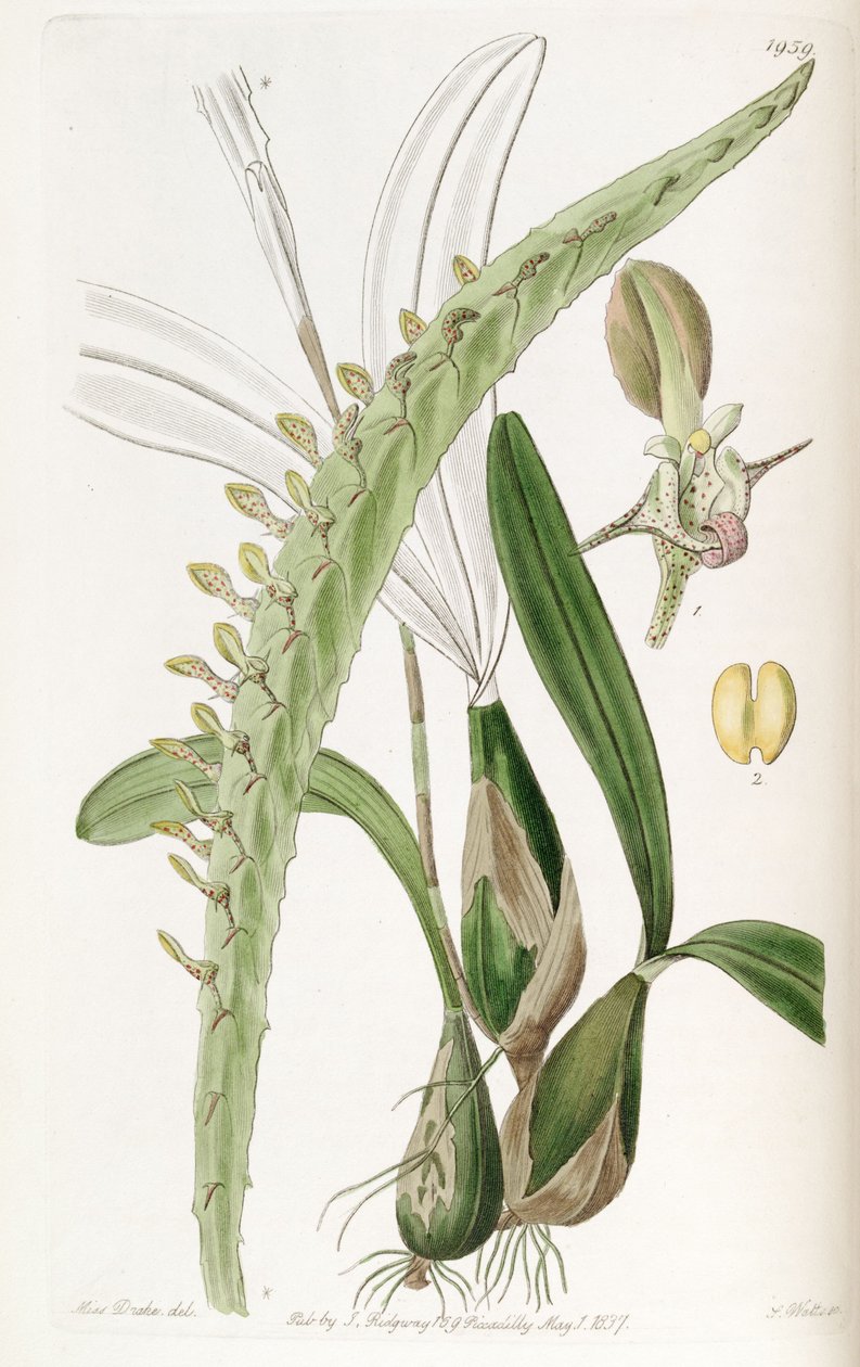 Bulbophyllum calyptratum - Miss Drake
