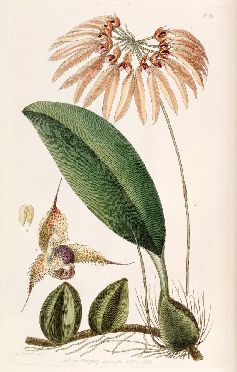 Bulbophyllum eberhardtii ou Bulbophyllum longiflorum (comme syn. Cirrhopetalum thouarsii) - Miss Drake