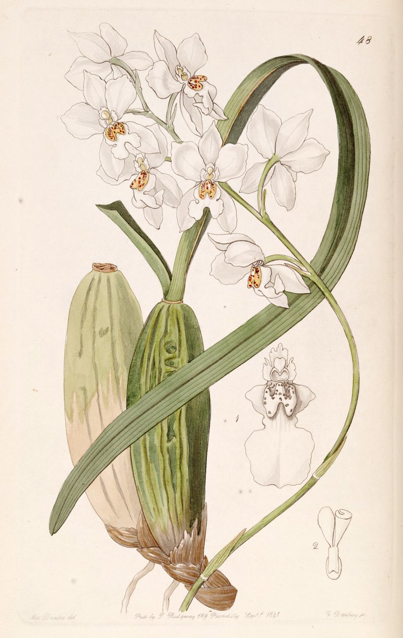Cuitlauzina pulchella - Miss Drake