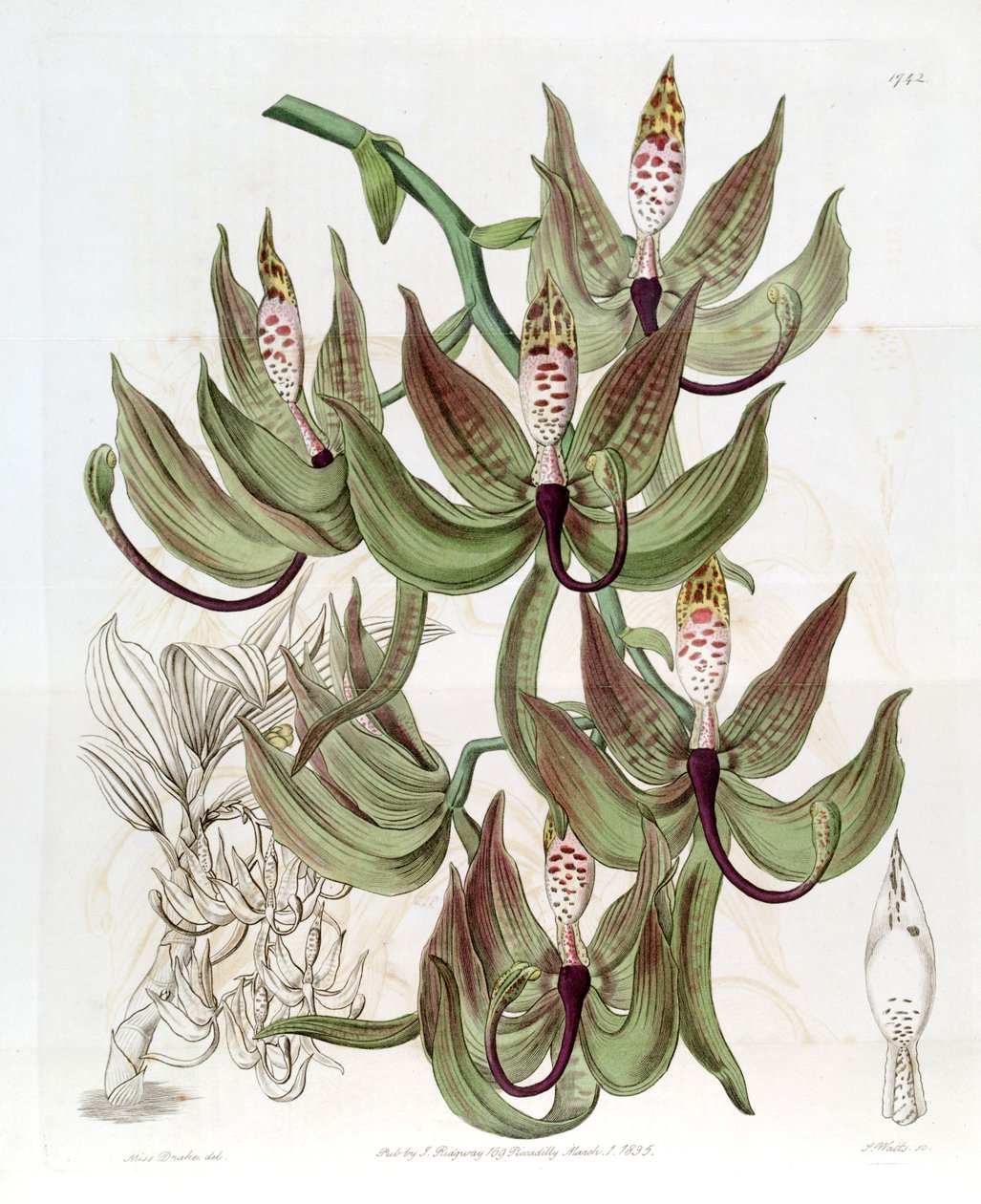 Cycnoches loddigesii - Miss Drake
