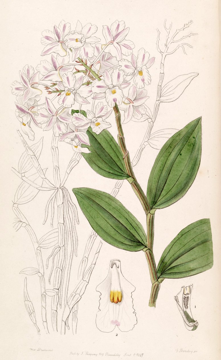 Dendrobium mutabile - Miss Drake