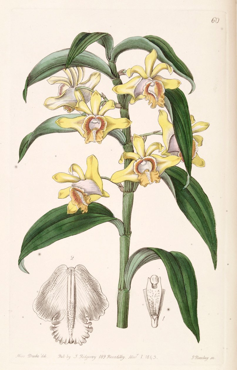 Dendrobium ruckeri - Miss Drake