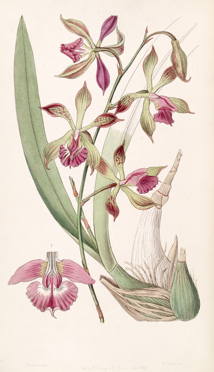 Encyclia plicata (syn. Epidendrum plicatum) - Miss Drake