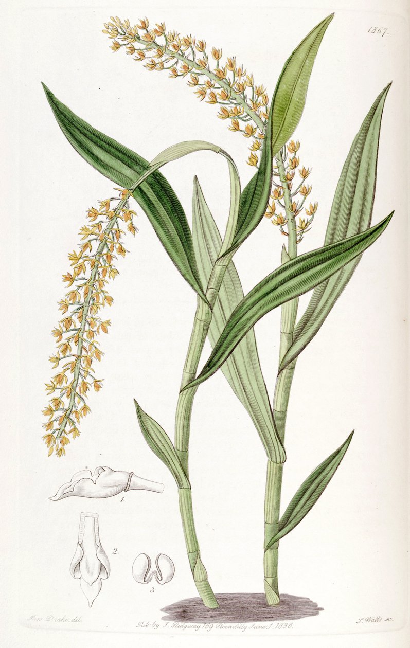 Epidendrum armeniacum - Miss Drake