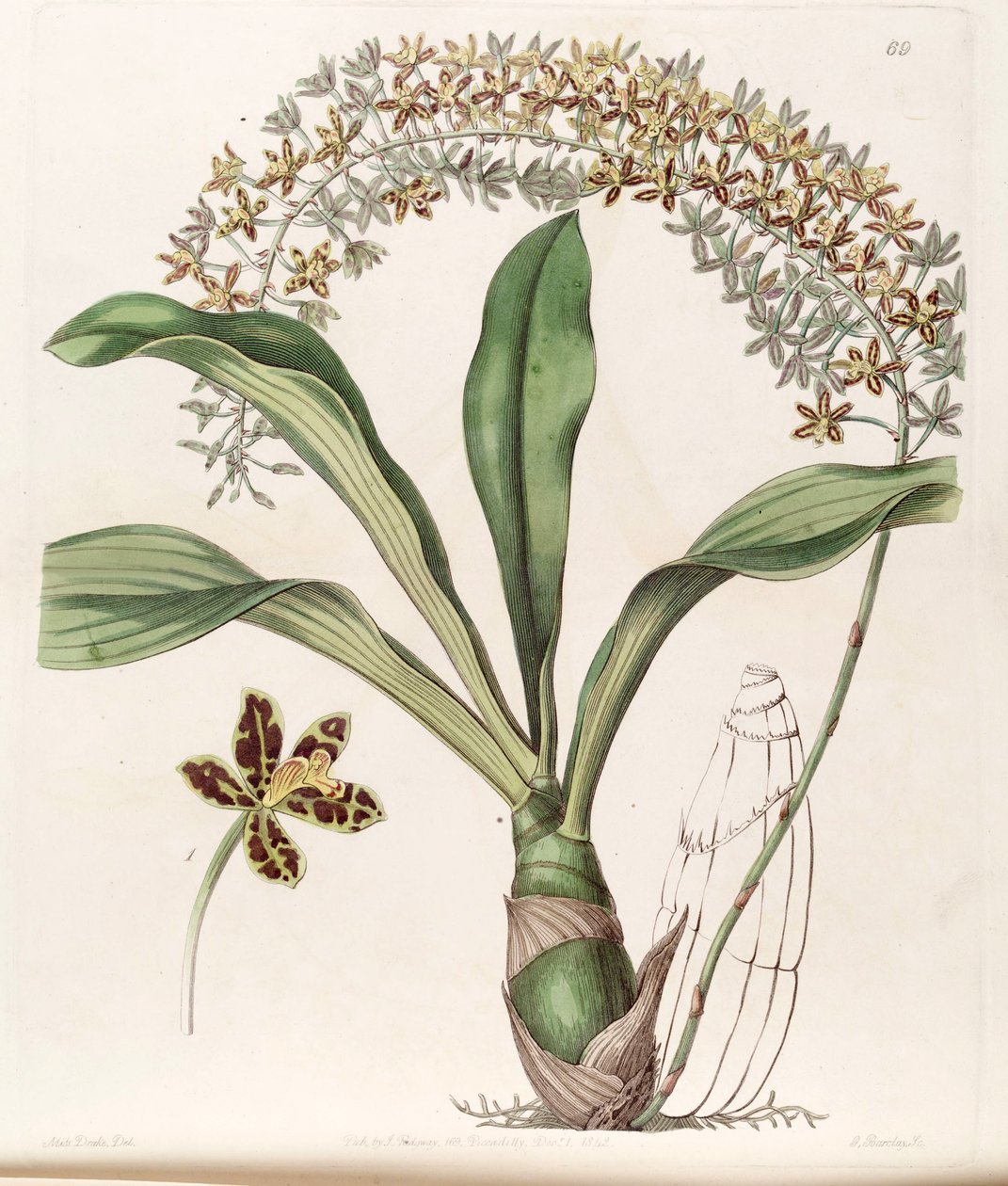 Grammatophyllum scriptum var. scriptum - Miss Drake