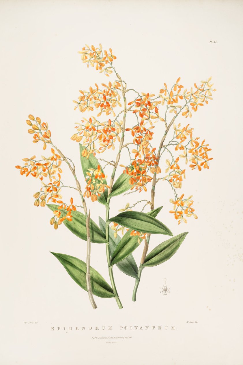 Illustration de Epidendrum polyanthum - Miss Drake