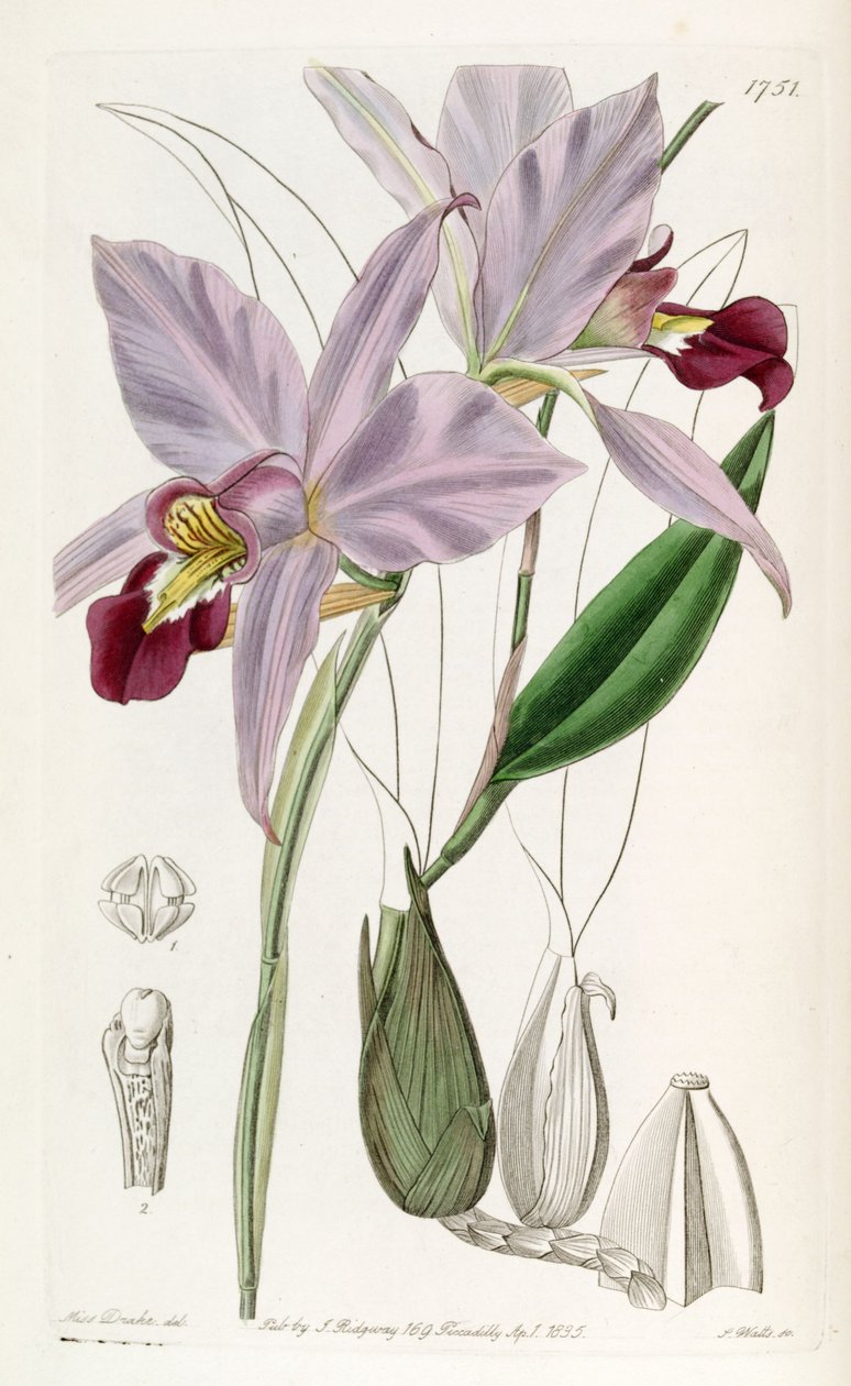 Laelia anceps - Miss Drake