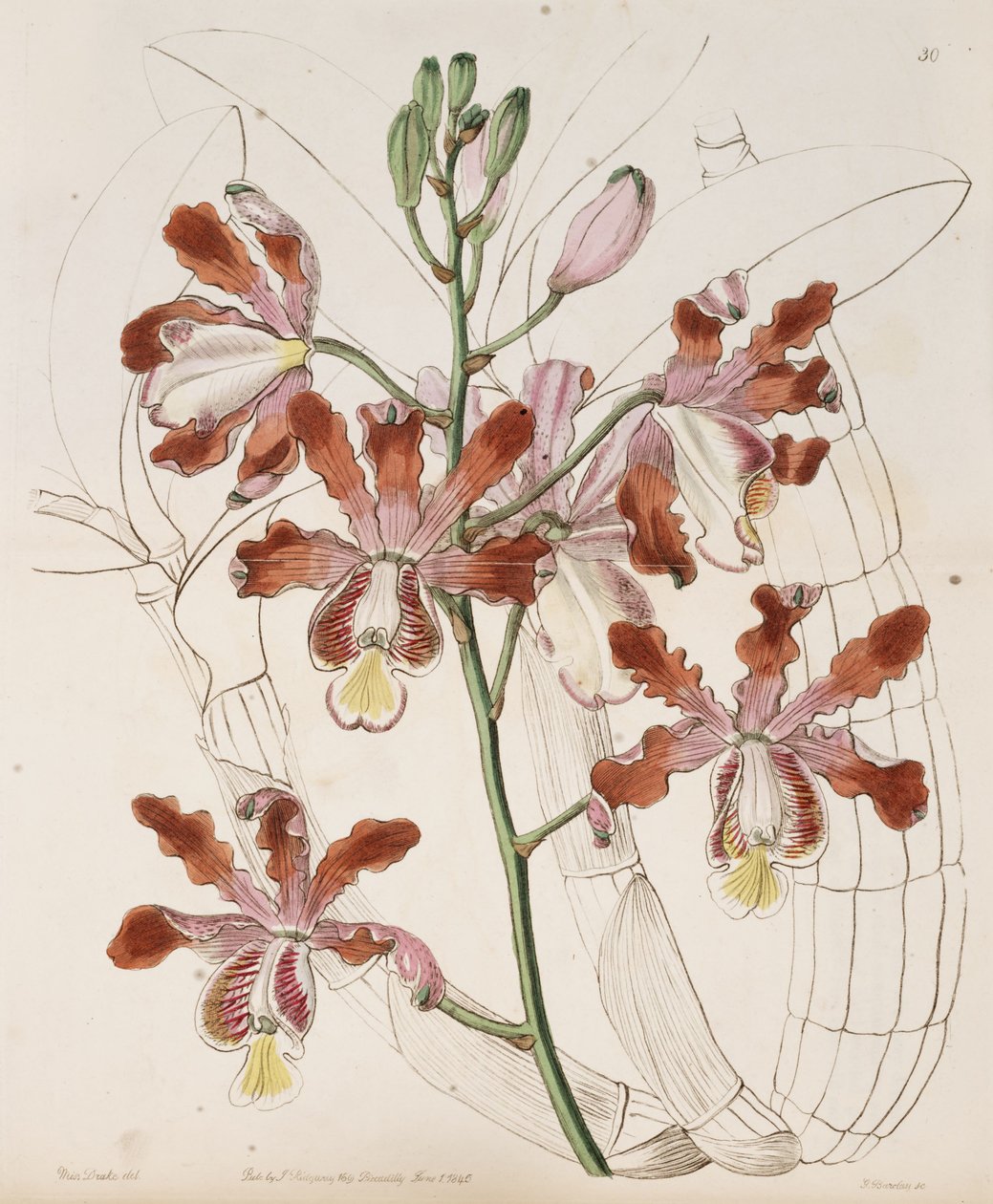 Myrmecophila grandiflora - Miss Drake