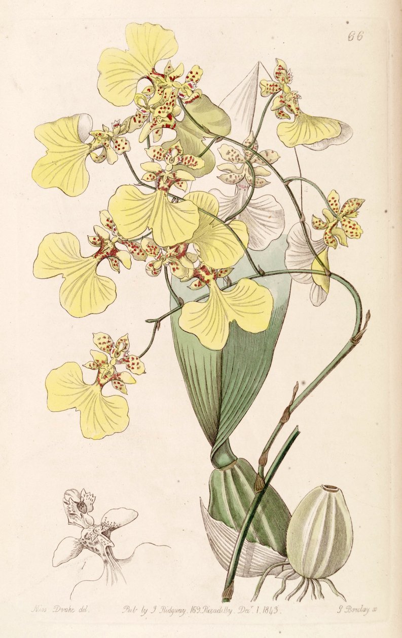 Oncidium bicolor - Miss Drake