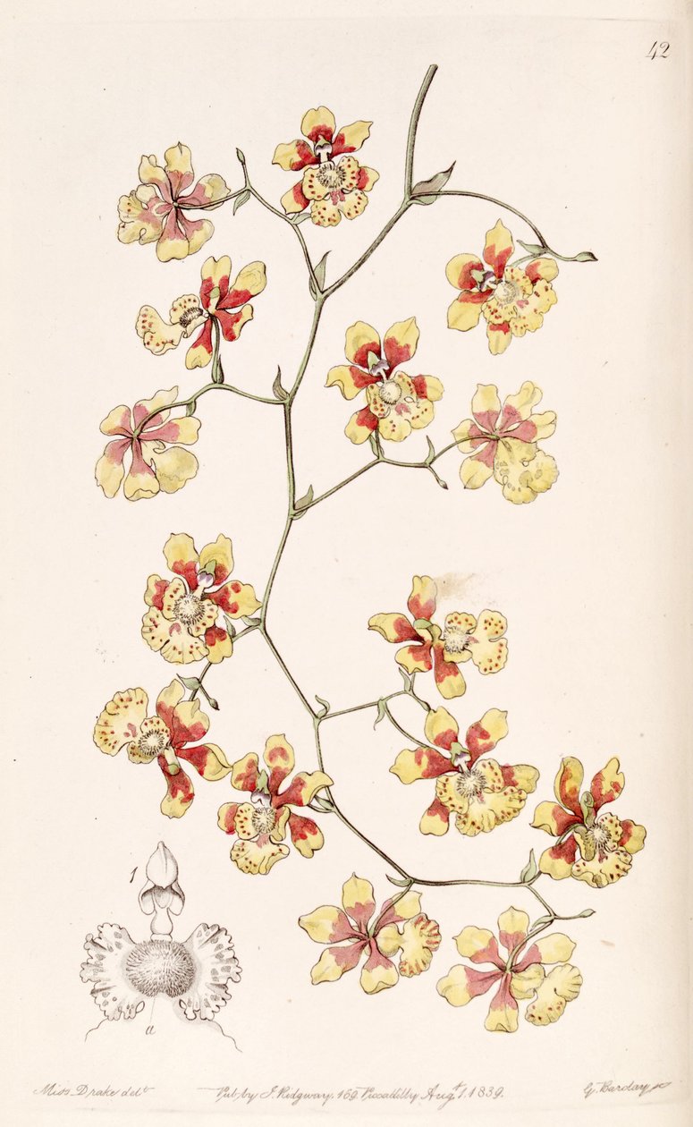 Oncidium divaricatum - Miss Drake