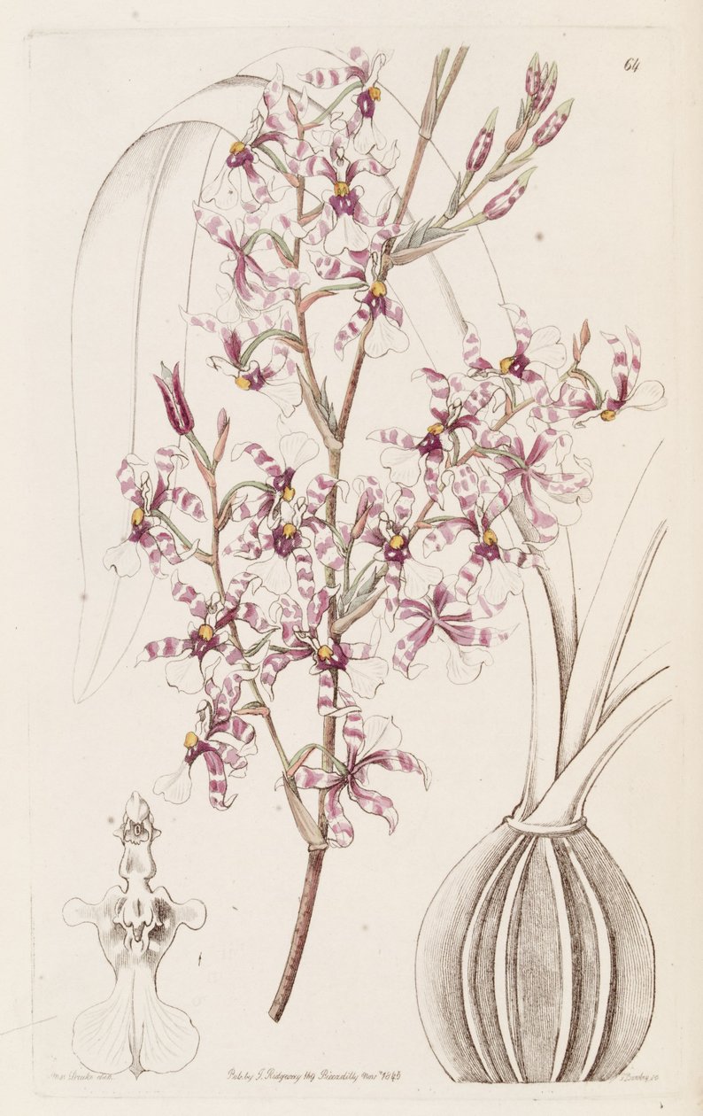 Oncidium incurvum - Miss Drake